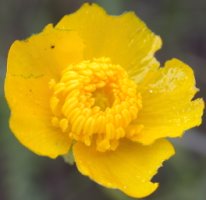 Ranunculus bulbosus