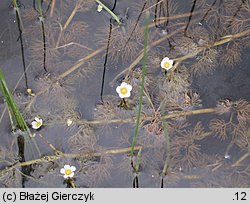 Ranunculus trichophyllus (jaskier skąpopręcikowy)