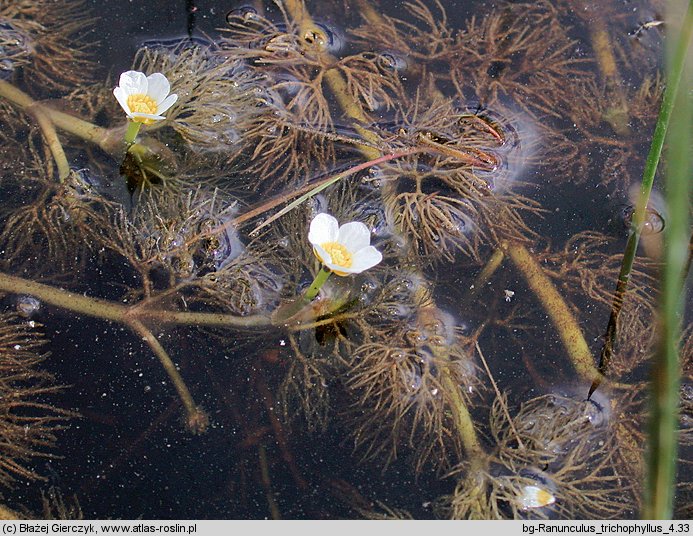 Ranunculus trichophyllus (jaskier skąpopręcikowy)