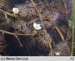 Ranunculus trichophyllus (jaskier skąpopręcikowy)