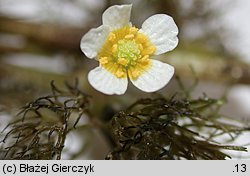 Ranunculus trichophyllus (jaskier skąpopręcikowy)