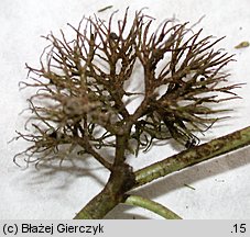 Ranunculus trichophyllus (jaskier skąpopręcikowy)