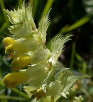 Rhinanthus angustifolius