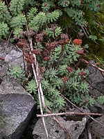 Rhodiola rosea