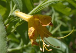 Rhododendron luteum (różanecznik żółty)