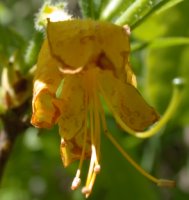 Rhododendron luteum (różanecznik żółty)