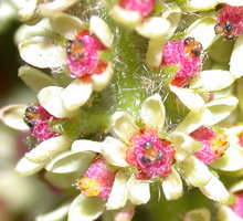 Rhus typhina (sumak octowiec)