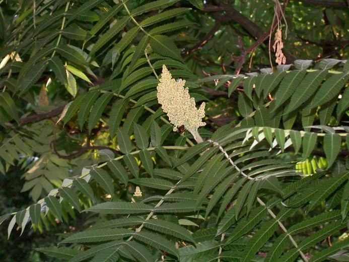 Rhus typhina (sumak octowiec)