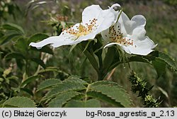 Rosa agrestis