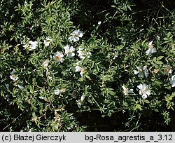 Rosa agrestis