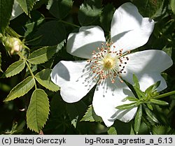 Rosa agrestis