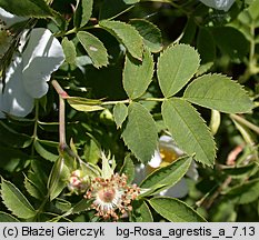 Rosa agrestis