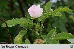 Rosa agrestis var. schulzei (róża rolna odm. Schulza)