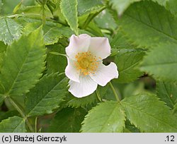 Rosa agrestis var. schulzei (róża rolna odm. Schulza)