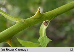 Rosa agrestis var. schulzei (róża rolna odm. Schulza)