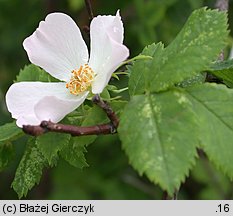 Rosa agrestis var. schulzei (róża rolna odm. Schulza)