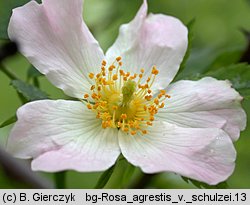 Rosa agrestis var. schulzei (róża rolna odm. Schulza)