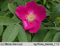 Rosa blanda (róża labradorska)