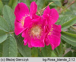 Rosa blanda (róża labradorska)