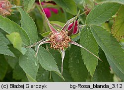 Rosa blanda (róża labradorska)