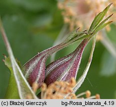 Rosa blanda (róża labradorska)