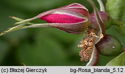 Rosa blanda (róża labradorska)