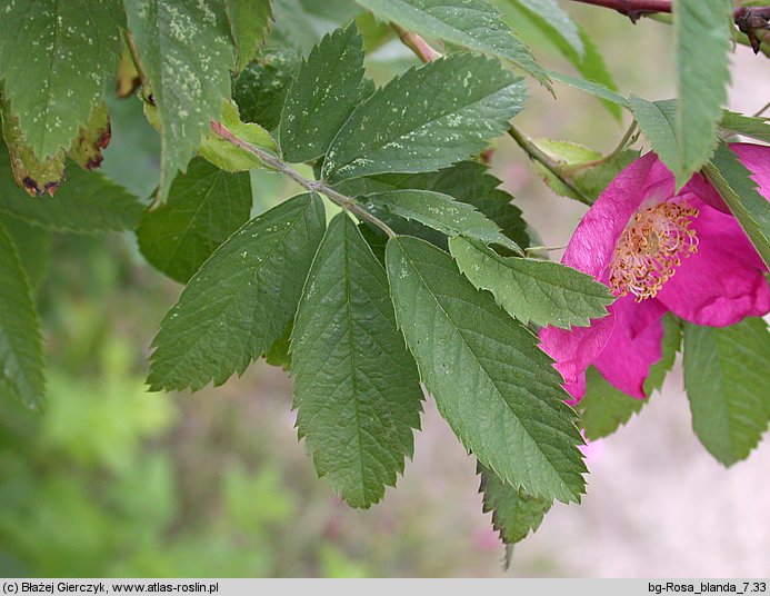 Rosa blanda (róża labradorska)