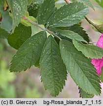 Rosa blanda (róża labradorska)