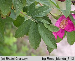 Rosa blanda (róża labradorska)