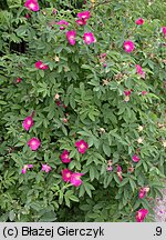 Rosa blanda (róża labradorska)
