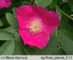 Rosa blanda (róża labradorska)