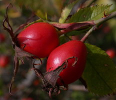 Rosa canina