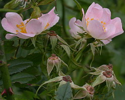 Rosa canina (róża dzika)