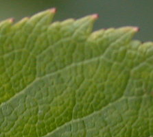 Rosa canina (róża dzika)