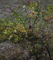 Rosa canina