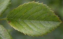 Rosa canina (róża dzika)