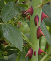 Rosa canina (róża dzika)