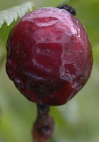 Rosa canina (róża dzika)