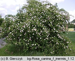 Rosa canina f. inermis (róża dzika forma bezcierniowa)