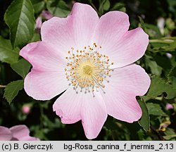 Rosa canina f. inermis (róża dzika forma bezcierniowa)