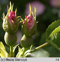 Rosa canina f. inermis (róża dzika forma bezcierniowa)