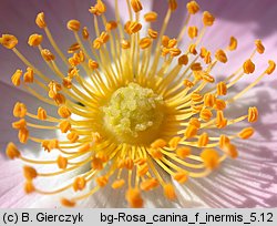 Rosa canina f. inermis (róża dzika forma bezcierniowa)