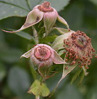 Rosa canina (róża dzika)