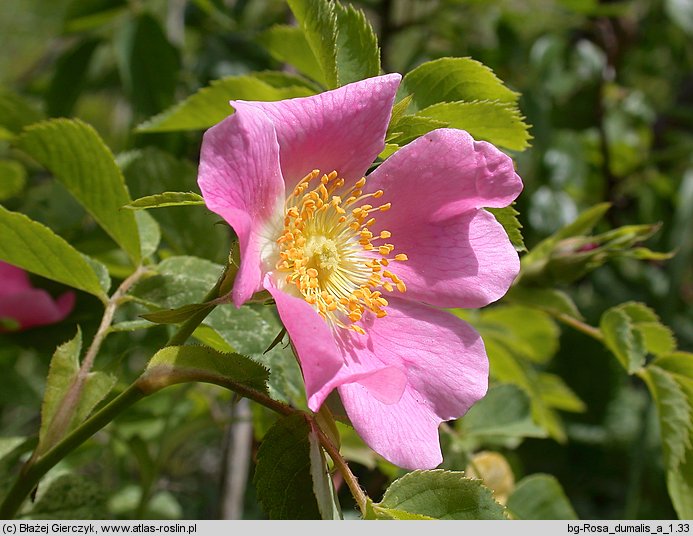 Rosa dumalis (róża sina)