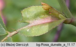 Rosa dumalis (róża sina)