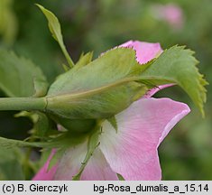 Rosa dumalis (róża sina)