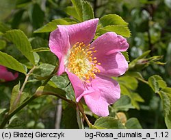 Rosa dumalis (róża sina)