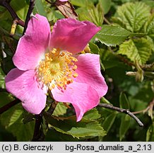 Rosa dumalis (róża sina)