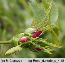 Rosa dumalis (róża sina)