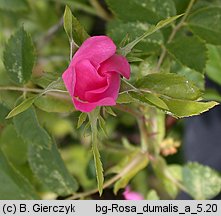 Rosa dumalis (róża sina)